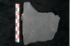 Foto (Detailansicht) von Sigillaria sp. (NHMW-GEO-2024-0188-11215)